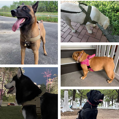 ✨Pawve™ No-Pull Dog Harness – Vet-Approved Comfort, Chafe-Free & Escape-Safe | Lightweight, Adjustable & Perfect for Every Walk🐕